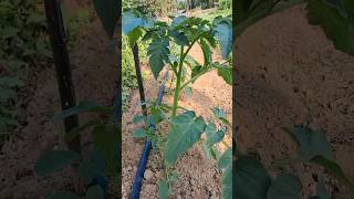 Company ja ke rop mot Diksha mere bhai shorts viralvideo vegitablefarming agriculture khad pes [upl. by Filia413]