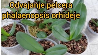 Odvajanje pelcera phalaenopsis orhideje [upl. by Ydolem]