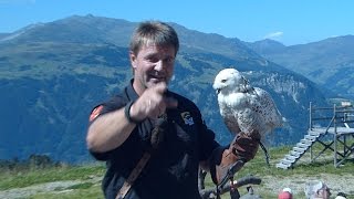 Zillertal  Ahornbahn Greifvogelshow [upl. by Cote436]