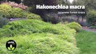 Mass Planting of Japanese Forest Grass Hakonechloa macra [upl. by Sorci]