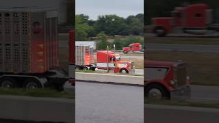 Cattle Hauler in PA shorts trucks peterbilt [upl. by Jeremy]