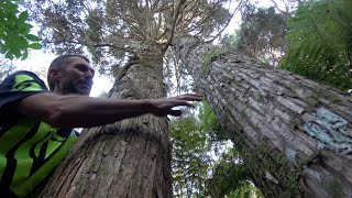 Freestyle Silviculture  Tending the Forest [upl. by Norse]