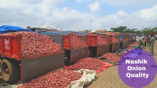 Nashik Onion  Pimpalgaon Baswant Market Onion Quality In October Month 2024 [upl. by Eirallih]