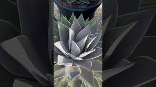 Mangave Híbrido de Agave spp y Manfreda spp hybrid punknacional mangave gardening plants [upl. by Atnuahs193]