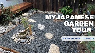 My Japanese Garden Tour  Planting a Camellia Tree [upl. by Neroc247]