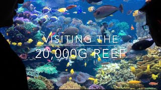 20000g Reef  Learn how it is maintained all these years [upl. by Yhtimit714]