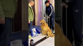 dog ho to aisapets funnygoldenretriever cute subscribe🐕 [upl. by Lyrej]