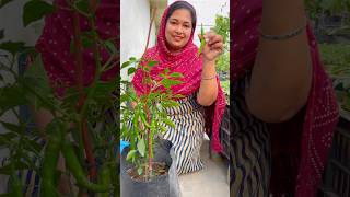 Small Pot Big Harvest Green Chilies from My Rooftop Garden rooftopgarden chilli organic [upl. by Dehsar]