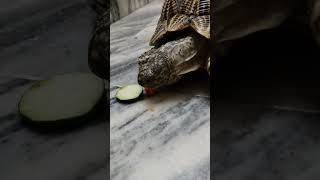 कछुआ Tortoise 🐢🐢 eating vegetables [upl. by Ossie]