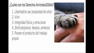 ¿Qué son los Derechos Animales DDAA [upl. by Tihom]