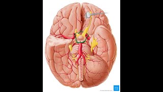 Gyriampsulci on medial surfacepractical [upl. by Gussman]