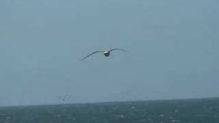 «Gaviotas en vuelo en Caleta Olivia» [upl. by Esenej]