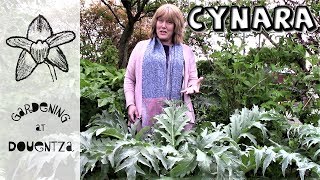 Cynara Care How to Grow Cardoon  Artichoke  3 of 30 my month of perennials [upl. by Merrielle]