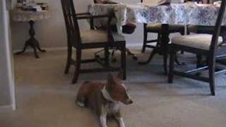 Basenji dog singing [upl. by Boggers299]