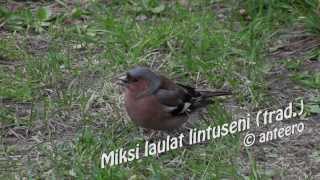 Miksi laulat lintuseni [upl. by Broome]