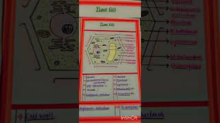 science plant cell diagram 💥❤ [upl. by Assennav974]