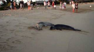 Hawaiian Monk Seals mother and baby [upl. by Januisz240]