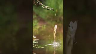 🐍 Cobra se Fazendo de Isca para o Peixe  cobra pesca pescador amazonia fypage viralvideo [upl. by Xet440]