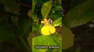 Oncidium scansor orquibor orquideas orchids orquideas brassia Oncidium [upl. by Leonerd]