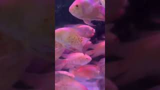 Veiltail albino oscars 5quot available fish viralvideo [upl. by Aicirtan805]