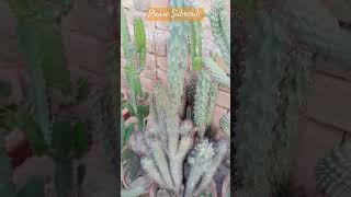 Curiosity CactusCereus peruvianus monstrosastick cactuscactusplants [upl. by Alaik]