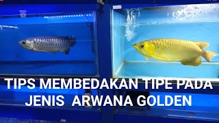 ARWANA GOLDEN DENGAN BEBERAPA LEVELNYA [upl. by Marte565]