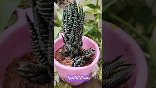 Haworthia reinwardtii Plant 🪴 indoor plants  houseplants  naturetrendingplantsshorts ytshorts [upl. by Malissia]