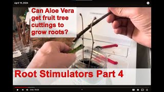 Can aloe vera cause fruit tree cuttings to grow roots [upl. by Laikeze]