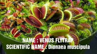 Scientific Names Of Insectivorous Plants  Scientific Names Of 10 Insectivorous Plants [upl. by Ilene]