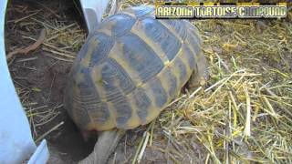 Hermanns Tortoise Laying Eggs [upl. by Lacsap]