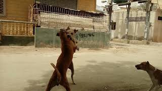 Dogs fight gang war extreme Real [upl. by Marjory]