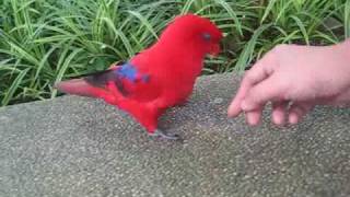 Funny Red Lory [upl. by Assirrem]