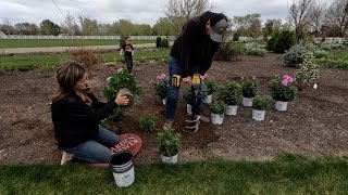 Planting Pretty Pink Perennials 😊🩷🙌  Garden Answer [upl. by Adnohsel34]