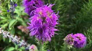 Plant Profile Dense Blazing Star  Liatris spicata [upl. by Monika382]