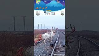 Reindeer herders migrati shortsfeed trending viralshort [upl. by Ahsauqram]