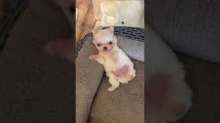 Teacup chihuahua puppy chillin [upl. by Ano]