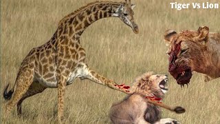 Giraffe Kills Lion With a Single Kick 😱Epic Wild Animal Fight Caught On CameraTiger vs Lion lion [upl. by Scholz828]