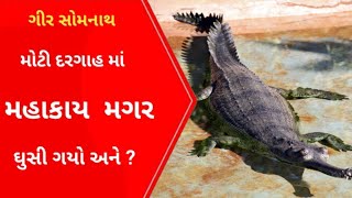 Kodinar દરગાહ માં મગર ઘુસિયો દિલધડક Resque l Gujarati News l Kodinar l Wildlife l Gir l [upl. by Frieda]