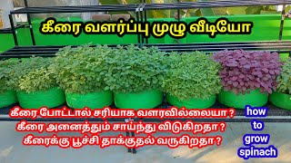 கீரை வளர்ப்பு முழுமையான வீடியோ maadithottam மாடிதோட்டம் garden விவசாயம் கீரை [upl. by Zandra180]