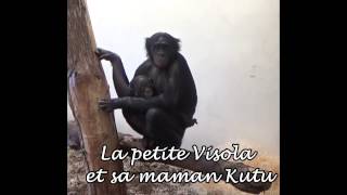 La Vallée des Singes  Mise en contact femelles bonobos [upl. by Ailito431]