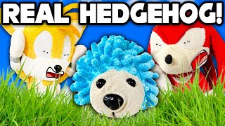 Sonic the REAL Hedgehog  Sonic and Friends [upl. by Eilerua]