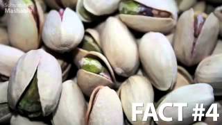 Exploding Pistachios 5facts [upl. by Renie]