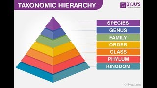 Taxonomy [upl. by Yrad]