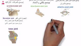 أنواع المفاصل الزلاليه  types of synovial joints [upl. by Isabella865]