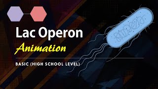 Lac Operon Basic Animation  Gene regulation in Prokaryotes [upl. by Ytte154]