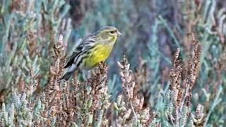 Serinus serinus European Serin [upl. by Gnilrets]