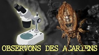 ALLONS VOIR DES ACARIENS  Observation Microscopique 1 [upl. by Ayotan]