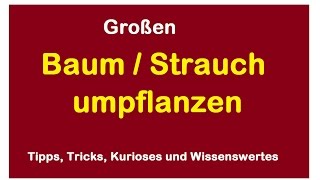 Baum verpflanzen umpflanzen  Ginkgo Strauch umsetzen umziehen ausgraben [upl. by Aztilem]