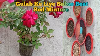 Rose plant soil mixture।Best soil mixture for rose plantGulab ko pot mai kaise lagaye [upl. by Corby511]