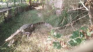 Alligator vs Crocodile The alligator and crocodile faced off in a showdown [upl. by Nayd]